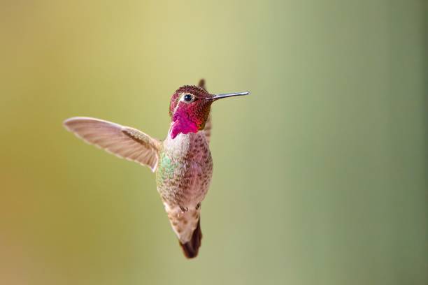 istock A male Anna's Hummingbird (Calypte anna) hovering mid air, Arizona. 1474834463