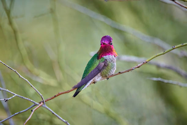 istock Male Anna's Hummingbird (Calypte anna) Sitting on a Branch showing Gorget. 1474834466