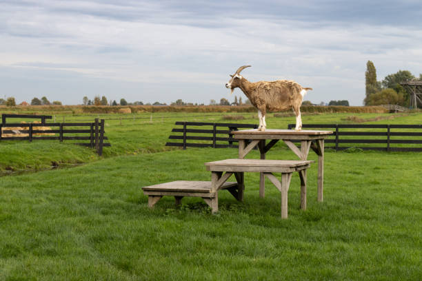 A goat on top of a stand at a farm with a green grass countryside landscape in Zaanse Schans Netherlands