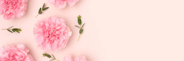 istock Banner with pink carnation flowers and green eucalyptus branches. 1474834892