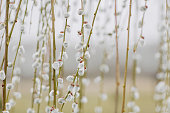 Beautiful spring nature background with willow branches and buds. Pussy willow springtime background.