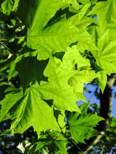istock Lush foliage of a London Plane tree. 1474835334