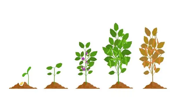 Vector illustration of Farm soy plant with bean pod growth stages. Soybean seed, sprout, flower and ripening phase. Agriculture legume soya grow process vector set