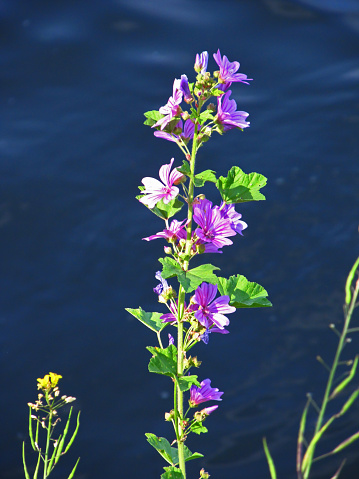 A tall flower spike, with purple flowers, of the common Mallow, Malva skylvestris, against the dark blue water of the river Thames, UK