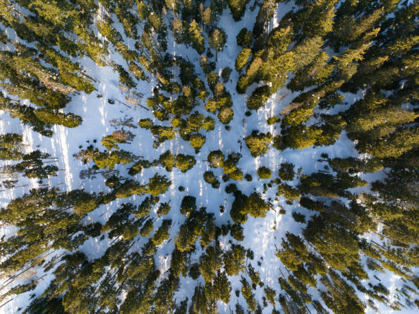 istock Aerial of Oregon Forest in Winter 1474835538
