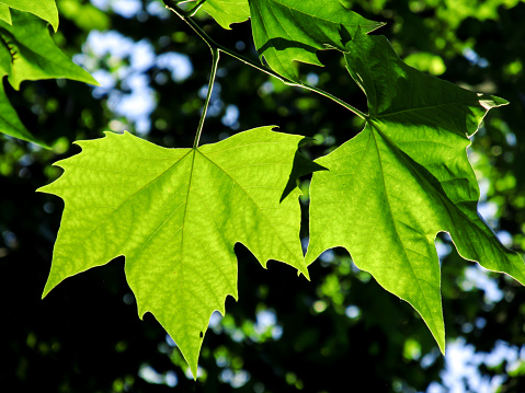 The Maple-shaped back-lit leaf of a London Plane tree.