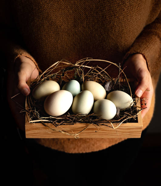 istock Girl holding fresh egg from a farm 1474835783