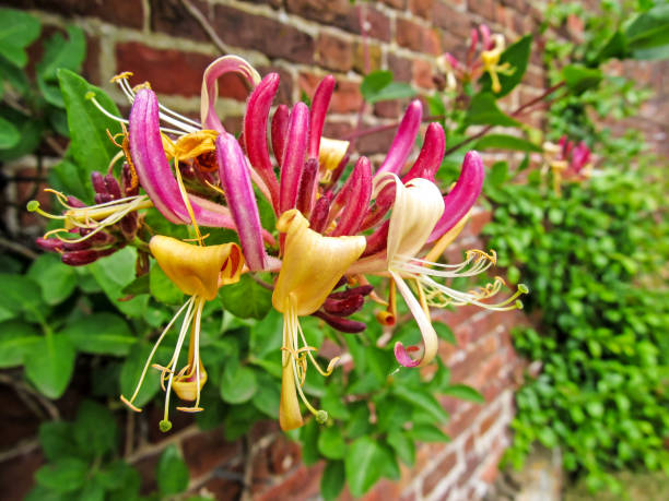 die komplizierten blüten sind ein geißblatt, lonicera caprifolium, - honeysuckle pink stock-fotos und bilder