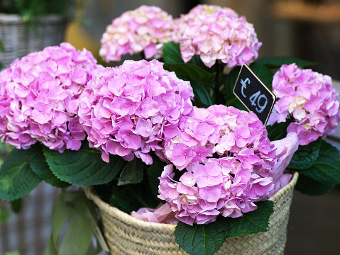 Beautiful Hydrangea with pink, lilac, violet, purple flowers blooming indoors. Social media banner or header.