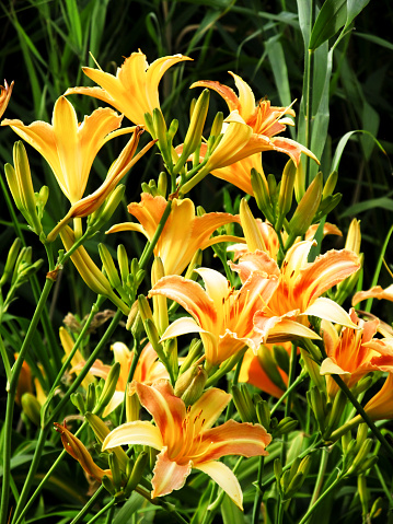 A large amount of large Orange Daylilies, Hemerocallis Fulva, flowers. Day lilies are actually not lilies, since they are not bulbplants. Each flower blooms for only one day, frol which the get the name Day lily,