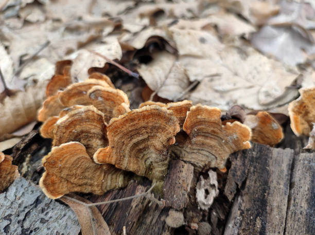 istock wild brown mushrooms growing on the tree bark 1474836885