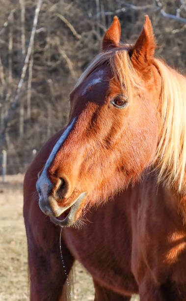 istock A Horse with a Stream of Drool 1474837101
