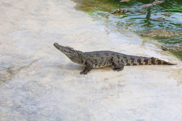 istock The salt crocodile is stay near the river 1474837108