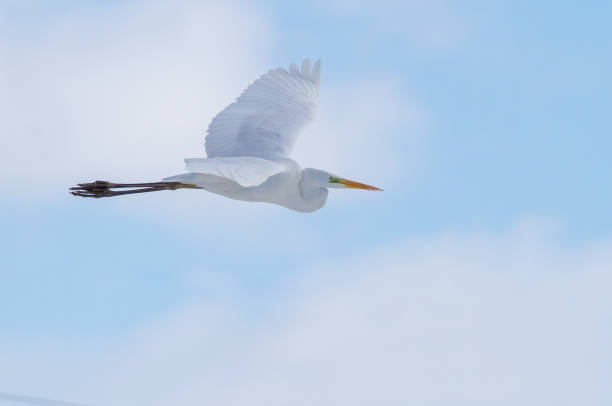 grande aigrette, ardea alba. un oiseau survole la rivière contre le ciel - wading snowy egret egret bird photos et images de collection