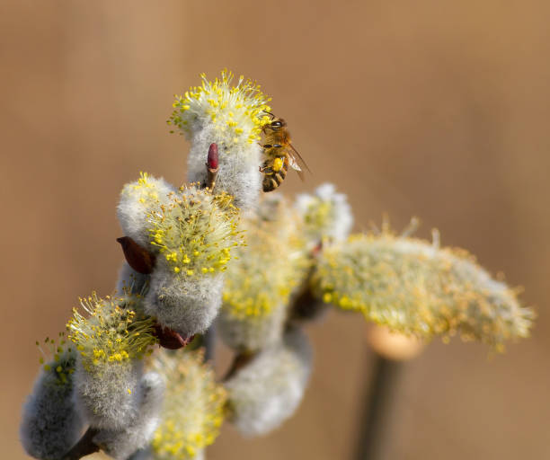 Close up of new catkin in spring.