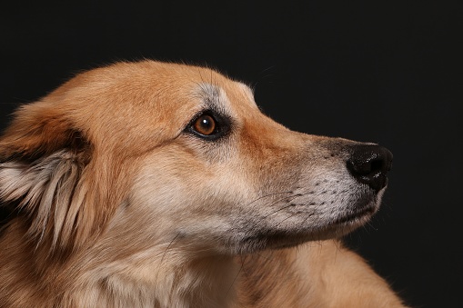 Close up head portrait from a mixed shepherd dog in the dark studio