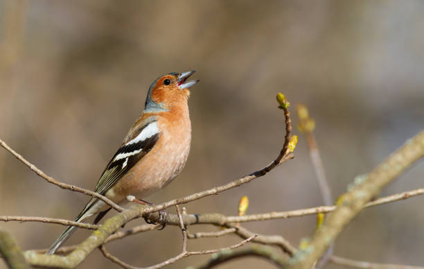 buchfink, fringilla coelebs. das männchen sitzt auf einem ast und singt - chaffinch stock-fotos und bilder