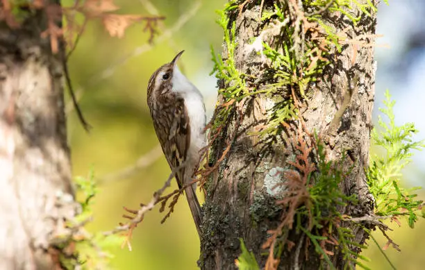 Eurasian treecreeper, Certhia familiaris. A bird climbing a tree looking for insects to eat