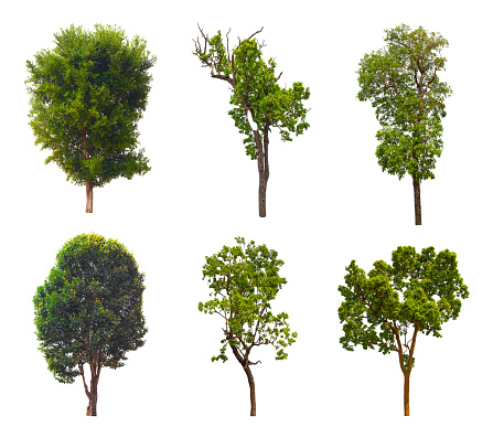 isolated tree is located on a white background. Suitable for all types of applications