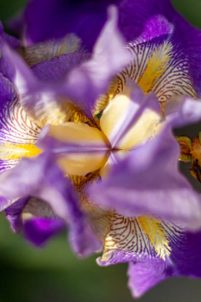 istock Purple iris macro background. Iris germanica with wavy edges. 1474838339