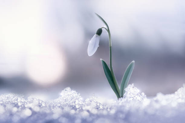 istock The first spring flower in the snow. Spring snowdrop rising from fresh snow. A blooming snowdrop and a green sprout are symbols of the change of seasons, spring renewal and new life. 1474838384
