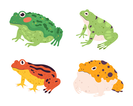 Frog set. Tropical colorful animals. Different fauna characters of wildlife or nature. Exotic green, yellow and orange amphibian types. Cartoon sitting creatures isolated vector collection