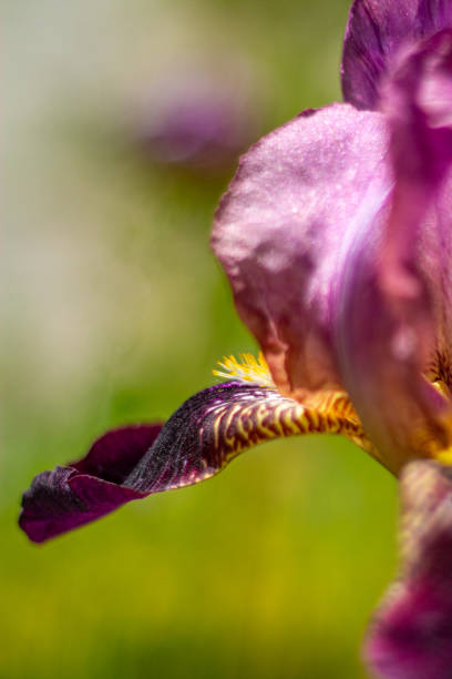 istock Purple iris macro background. Iris germanica with wavy edges. 1474838466