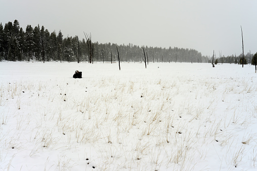 Distant Wild American Bison in winter Yellowstone National Park resting