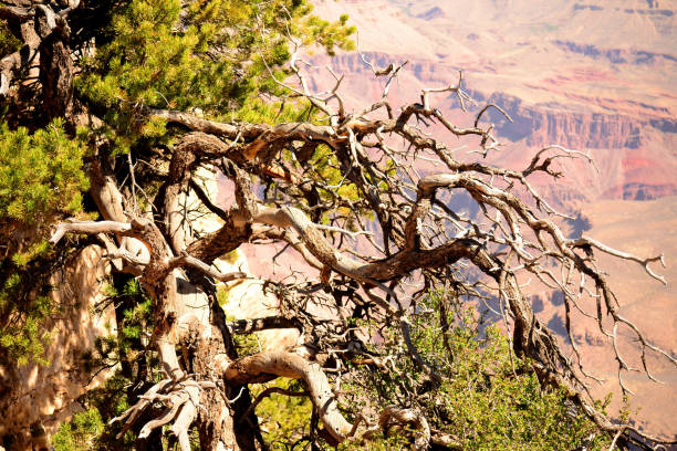 istock Brave Pinon Pine Tree Grand Canyon Arizona 1474838888