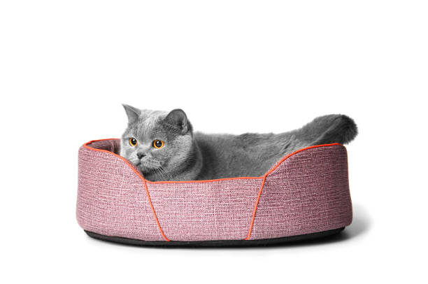 The cat lies in the pet bed