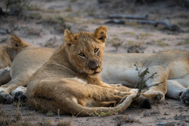 istock A young lion cub looking over his shoulder into the camera. 1474841354
