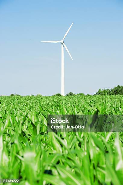 Windmühle Und Corn Field Stockfoto und mehr Bilder von Schleswig-Holstein - Schleswig-Holstein, Deutsche Nordseeregion, Nachhaltige Energie