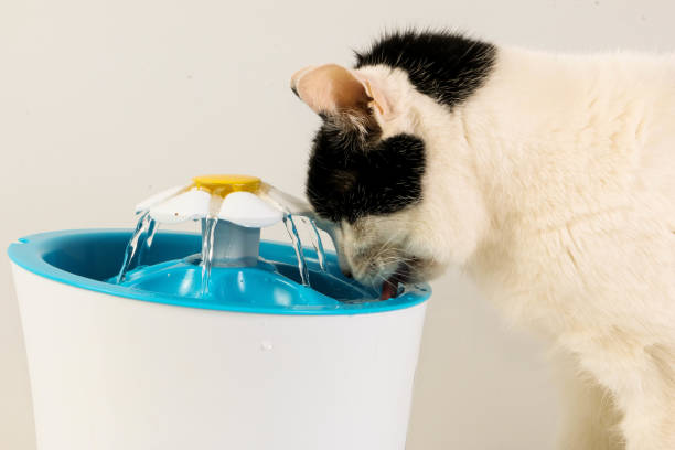 istock a black and white cat drinks from a drinking fountain 1474842577