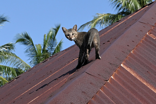 Cat on the roof of the house
