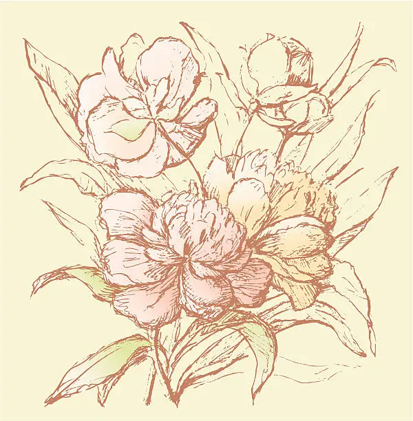 Vector illustration of bouquet of peonies