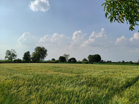 The vast expanse of this wheat field seems to stretch on endlessly, bathed in the warm glow of the sun. The golden stalks sway gently in the breeze, creating a mesmerizing dance that captivates the eye. Each stem stands tall and proud, bearing the promise of a bountiful harvest. The texture of the wheat is striking, with each blade seemingly unique and yet blending together in perfect harmony. In the distance, the horizon is visible, adding depth and dimension to the image. The overall effect is one of serenity and abundance, a celebration of nature's beauty and the bounty of the earth.