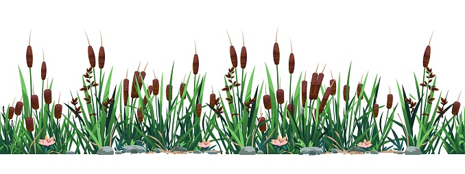 Cattail border. Seamless pattern of swamp reed plants, pond and river botany background. Vector strip print of bulrush grass. Cartoon wild nature with blossom flowers, stones and reed
