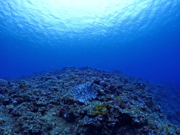 istock Okinawa / Ishigaki Ibaruma Bay Undersea coral forest 1474845714