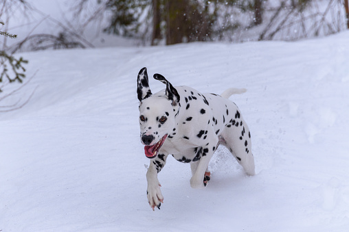 Dalmatian bitch having snow fun