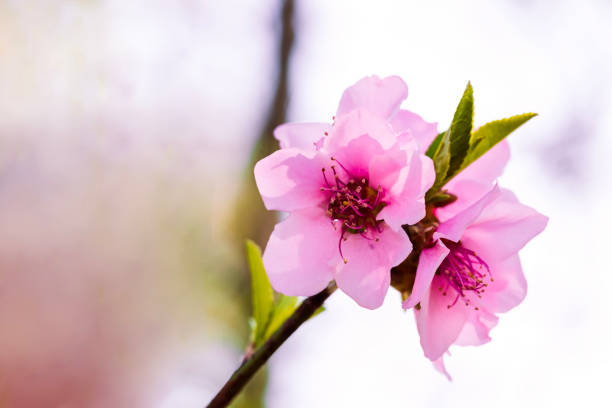 Cherry Blossom Flower Head With Green Leafs stock photo