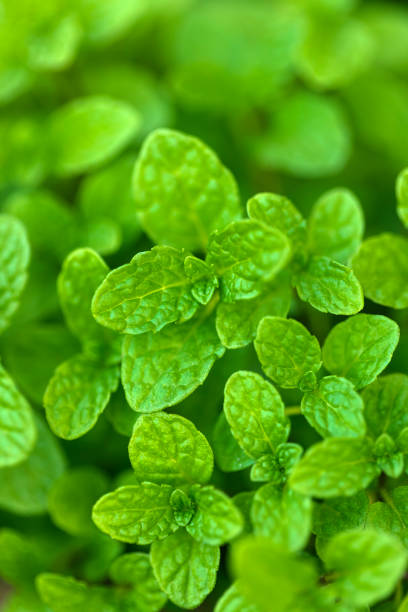 Fresh Green Mint  Leaf In Home Garden stock photo