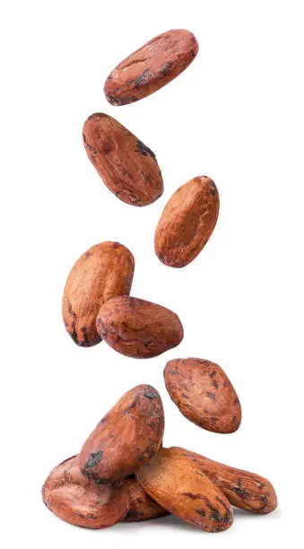Cocoa beans are falling on a pile close-up on a white background. Isolated