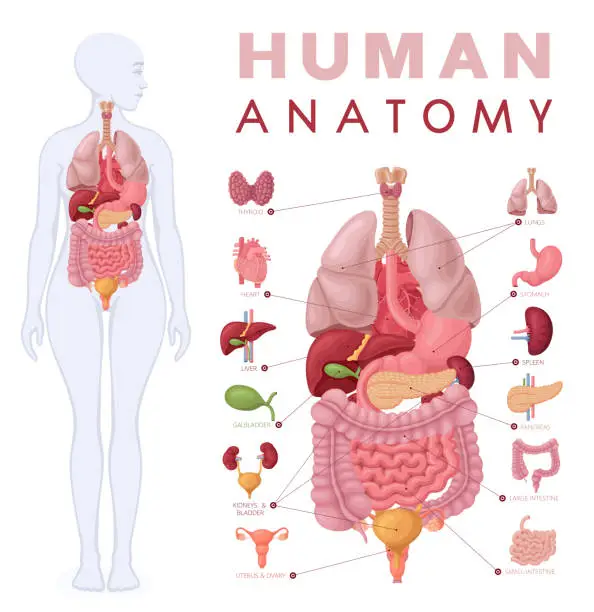 Vector illustration of Human anatomy. Female body and organs diagram.