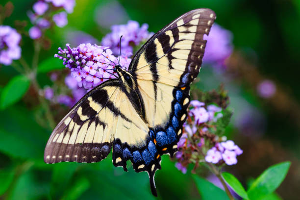 istock Eastern Tiger Swallowtail Butterfly 1474849193