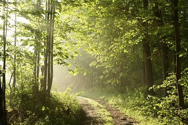 Photo of Forest path