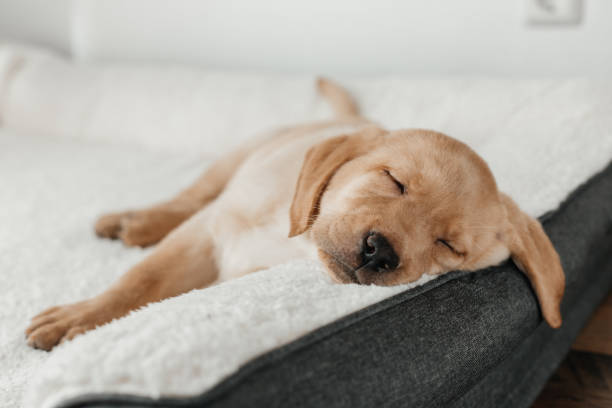 istock A cute beige Labrador Retriever puppy sleeps on a couch, hanging his muzzle. Funny pets 1474849491