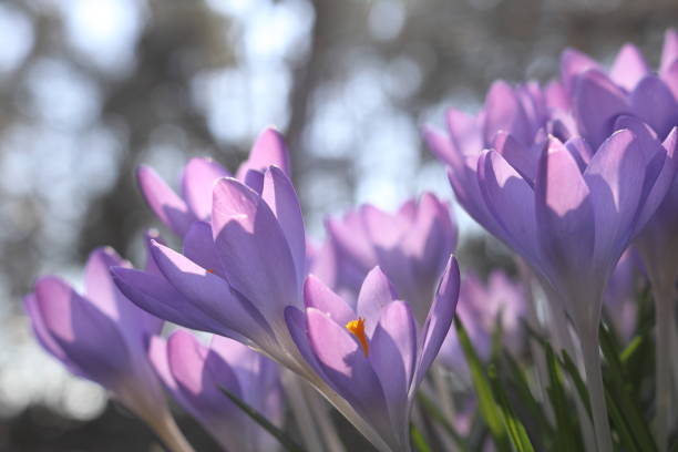 istock purple crocuses on a sunny spring day 1474849693