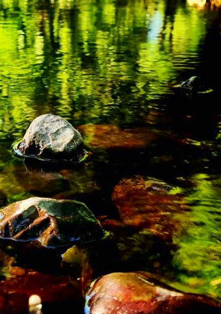 Green freshwater river, pebbles, day end light