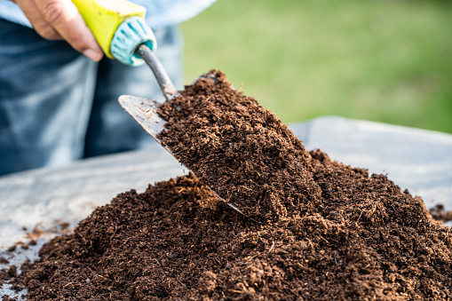 Gardener woman holding peat moss organic matter improve soil for agriculture organic plant growing, ecology concept.