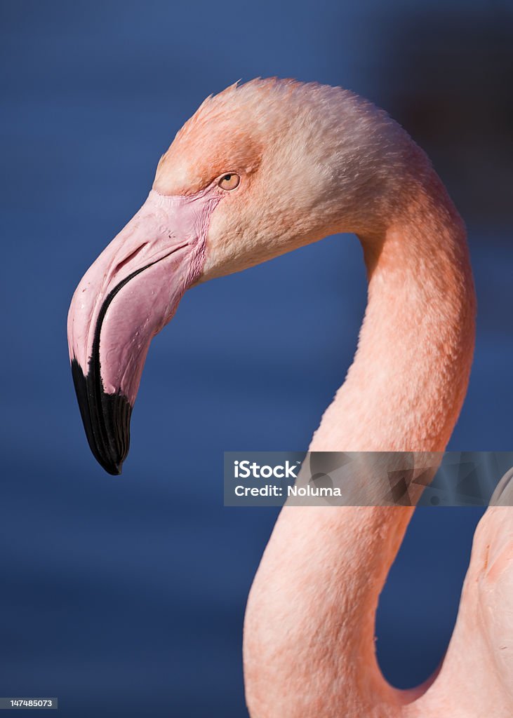 Sie von einem rosa flamingo - Lizenzfrei Afrika Stock-Foto